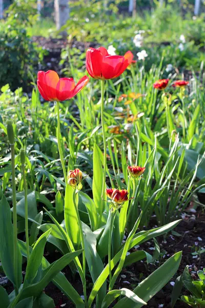 Vackra tulpaner blommor — Stockfoto