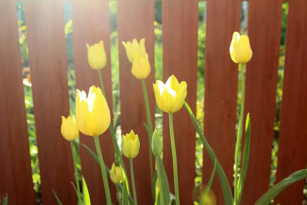 Красивые цветы тюльпана — стоковое фото