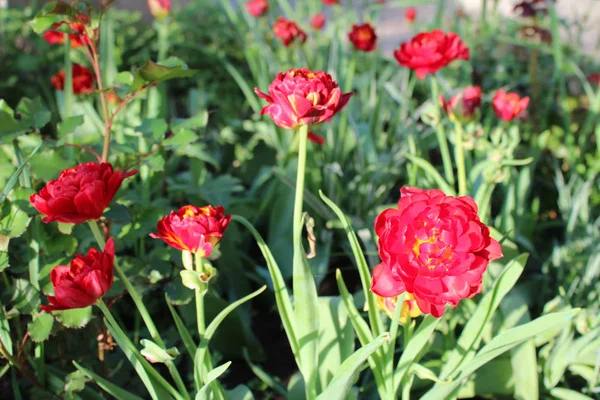 Vackra tulpaner blommor — Stockfoto