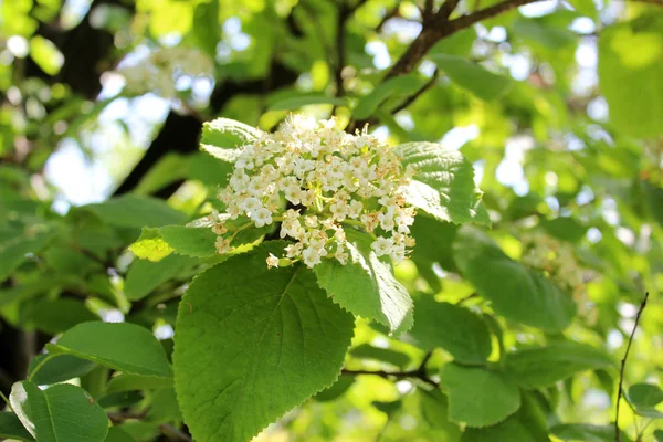 Beautiful elder flowers — Stock Photo, Image