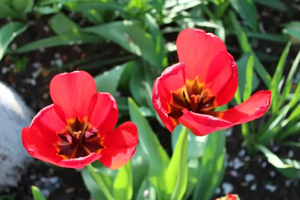 아름 다운 튤립 꽃 — 스톡 사진