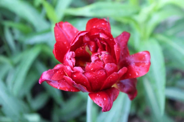 Linda flor de tulipa — Fotografia de Stock