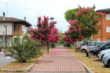 Şehir Manzaralı Padua, İtalya