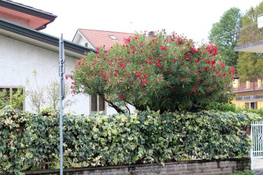 Şehir Manzaralı Padua, İtalya