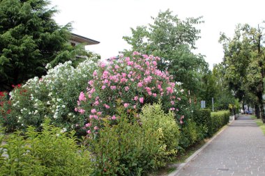 güzel zakkum çiçekleri