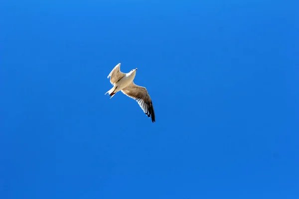 Gaivota voadora bonita — Fotografia de Stock