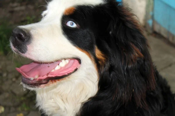 Güzel bernese dağ köpeği — Stok fotoğraf