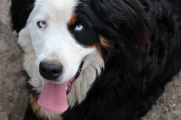 Gyönyörű bernese hegy kutya — Stock Fotó