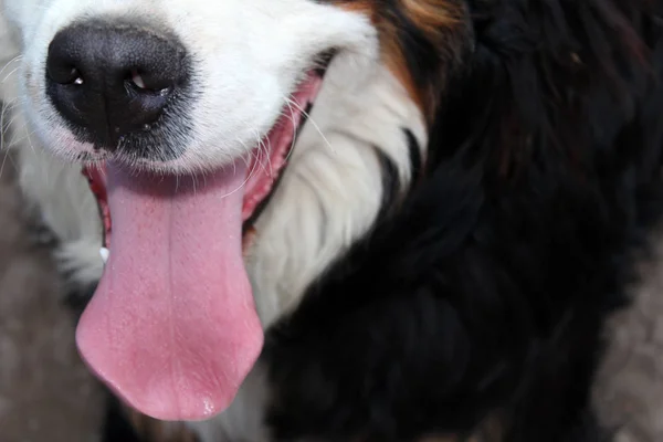 Gyönyörű bernese hegy kutya — Stock Fotó