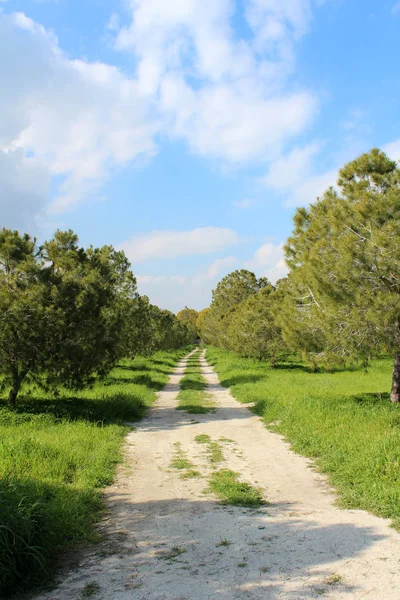 Camino en el parque — Foto de Stock