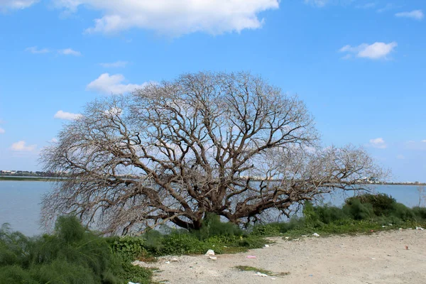 Torra träd framför sjön — Stockfoto
