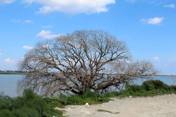 Árbol seco frente al lago —  Fotos de Stock