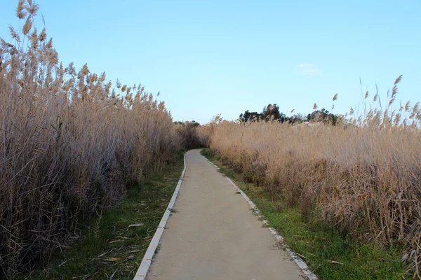 Strada nel parco — Foto Stock