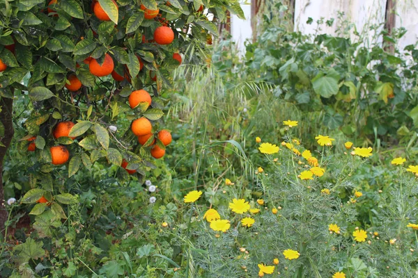 Frutos naranjas colgando de un árbol — Foto de Stock