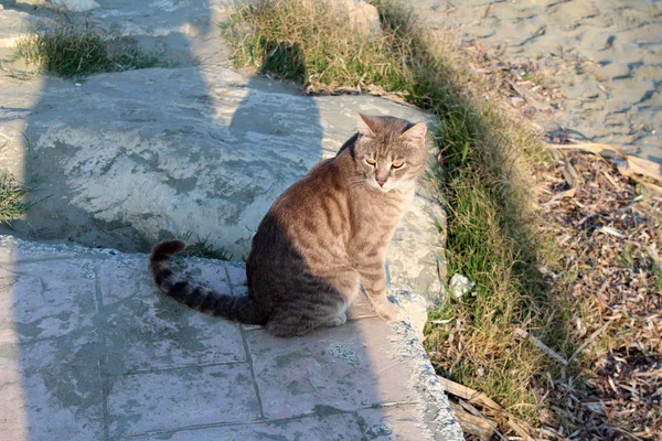 Schöne Straßenkatze — Stockfoto