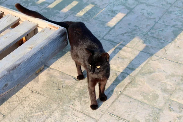 Hermoso gato callejero —  Fotos de Stock