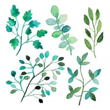 suluboya yaprakları clipart