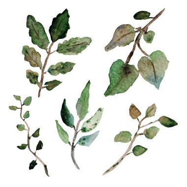 suluboya yaprakları clipart