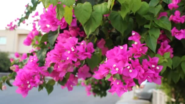 Schöne Bougainvillea Blumen — Stockvideo