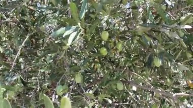 Zeytin ağaçları yeşil zeytin ile 