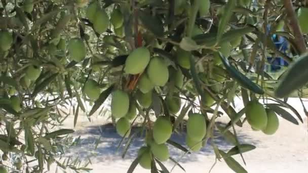 Olivos con aceitunas verdes — Vídeos de Stock