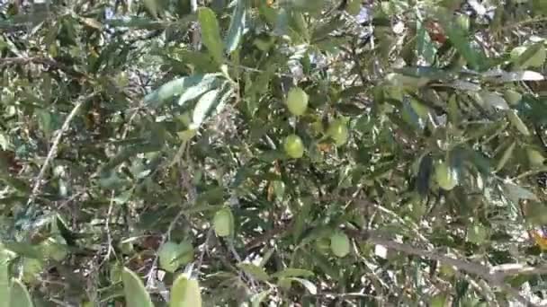 Olivos con aceitunas verdes — Vídeos de Stock