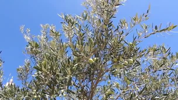 Olive trees with green olives — Stock Video