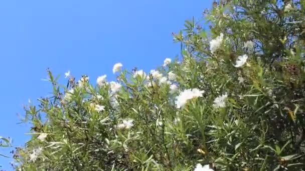 Lindas flores de oleandro — Vídeo de Stock