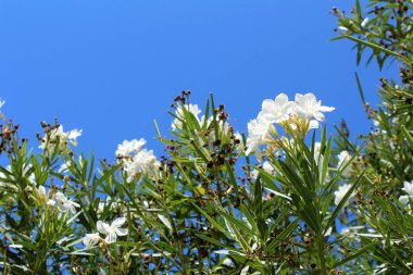 güzel zakkum çiçekleri