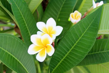 güzel plumeria çiçekler