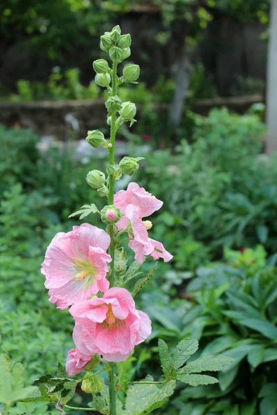 Beautiful malva flowers — Stock Photo, Image