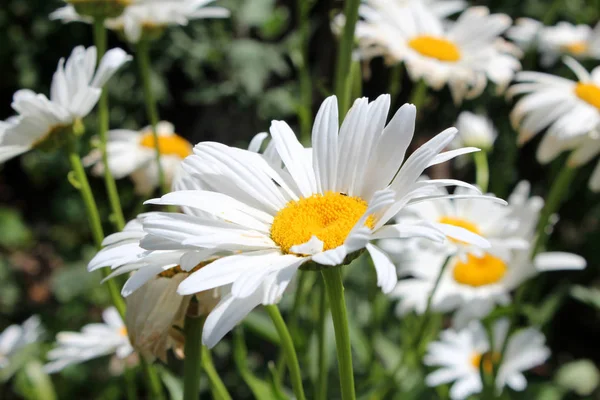 Lindas flores de camomila — Fotografia de Stock