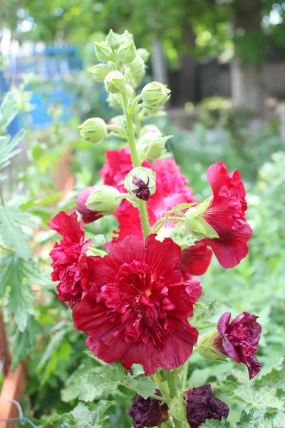 Beautiful malva flowers — Stock Photo, Image