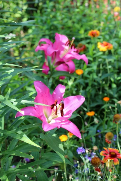 Hermosas flores Lily —  Fotos de Stock