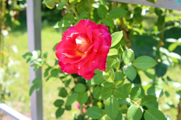 Beautiful rose flower — Stock Photo, Image