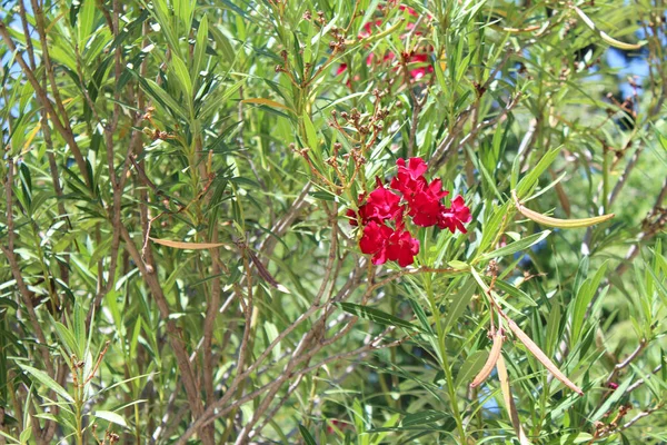 Kwiaty piękne oleander — Zdjęcie stockowe