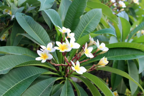 Piękny plumeria kwiaty — Zdjęcie stockowe