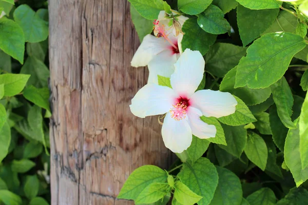 Vacker hibiscus blommor — Stockfoto