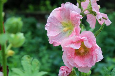 güzel malva çiçekler