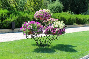 güzel Petunya çiçek