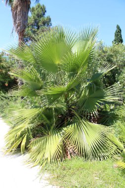 Yeşil palmiye ağacı