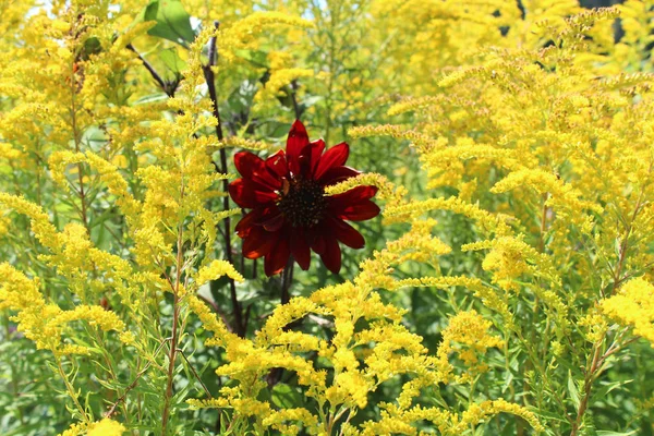 Ντάλια και κίτρινο πεδίο λουλούδια — Φωτογραφία Αρχείου