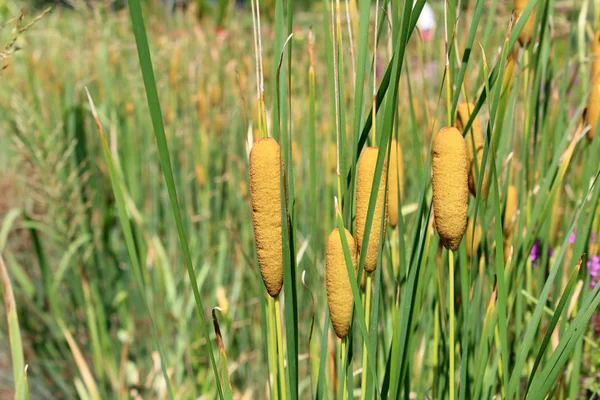 Aquatische lisdodde planten — Stockfoto