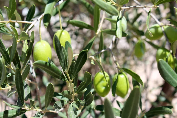 Green olives on tree — Stock Photo, Image