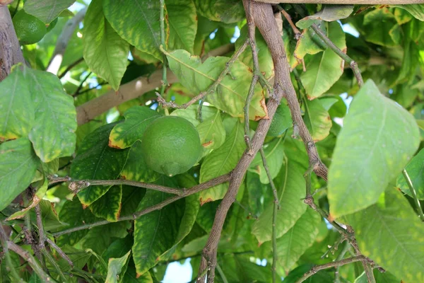 Green orange fruits on tree — Stock Photo, Image