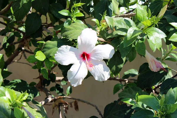 Belles fleurs d'hibiscus — Photo
