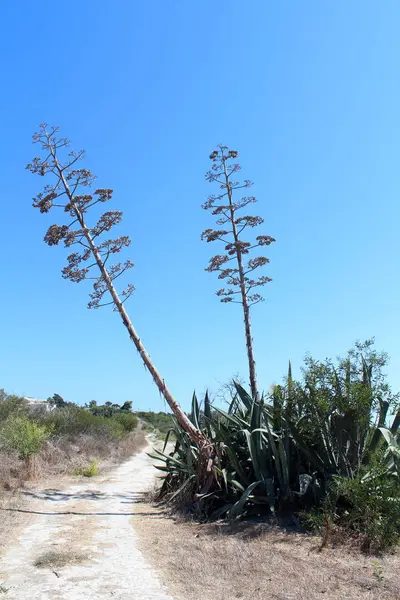 Belle piante di agave — Foto Stock