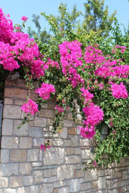 güzel bougainvillea çiçek