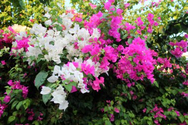 güzel bougainvillea çiçek