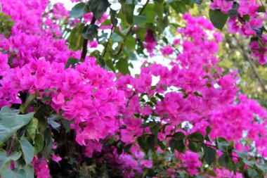 güzel bougainvillea çiçek